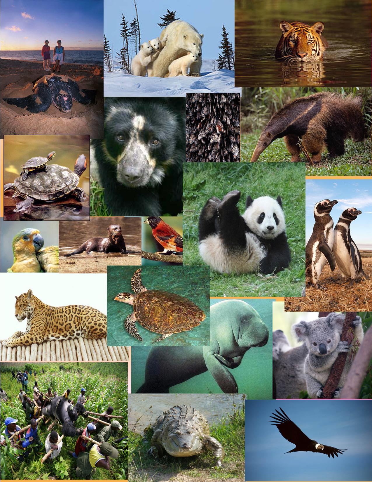 Animales En Peligro De Extincion Tukitoandres